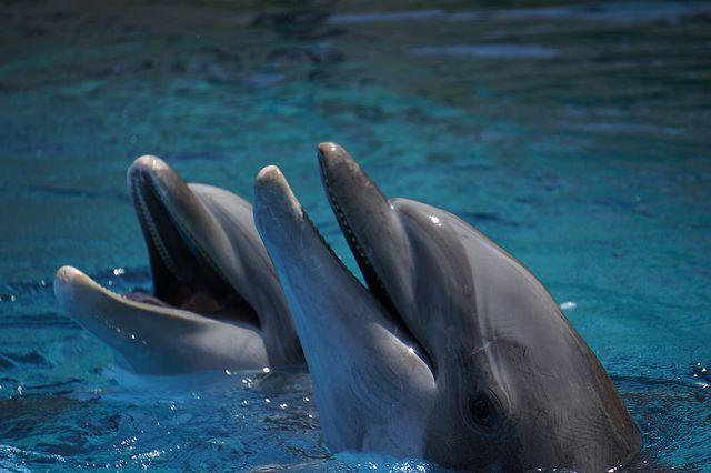 Tangalooma Dolphin Feeding